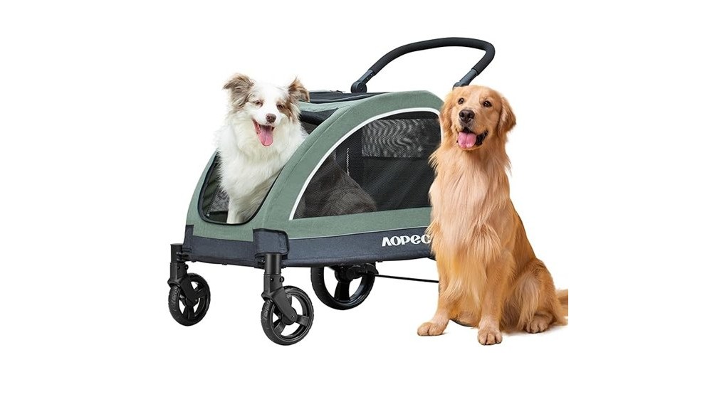 explore with your dog